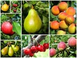 Fruits d'été