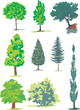 ARBRES ET FORET ARBRES ET FORET