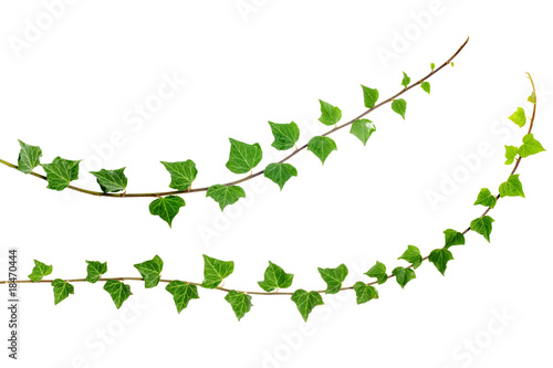 사진:two growing ivy branches isolated on white background two growing ivy branches isolated on white background
