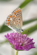 Copper-butterfly on a clover Copper-butterfly on a clover