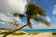Palm Tree at Mullet Bay