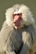 Portrait of a Sitting Male Baboon