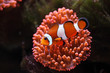 clownfish Amphiprion ocellaris