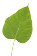 Catalpa leaf