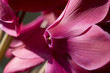 Cyclamens