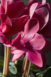 Cyclamens