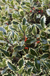 English Holly bush