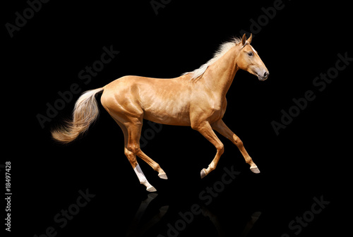 Photo: palomino stallion isolated palomino stallion isolated