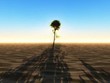 le dernier arbre
