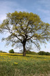 Stieleiche im Frühling auf einer Blumenwiese