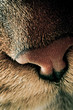 macro museau chat