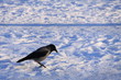 Krähe im Schnee