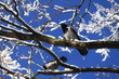 Krähen im Baum