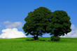 Summer meadow
