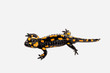 Feuersalamander_d0214