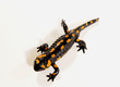 Feuersalamander_d0211