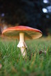Fliegenpilz
