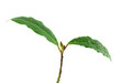 Laurel leave