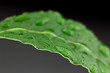 Laurel leaf