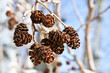 Close-up of Male Alder Catkins Close-up of Male Alder Catkins