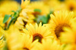 Sunflower Petals Sunflower Petals