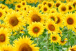 Sunflowers field Sunflowers field
