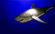 shark