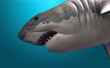 shark