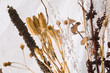 Dried Plant arrangement. Dried Plant arrangement.
