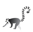 vector lemur clip art