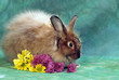 lapin satin angora avec des fleurs