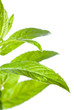 macro photo of green mint isolated on white