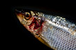 Macro fish on black background