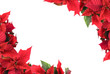 christmas flower