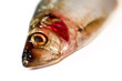 Macro fish