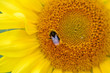 Bee in a Beautiful Yellow Sunflower Bee in a Beautiful Yellow Sunflower