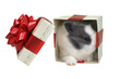 gift in  box