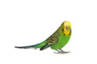 portrait of  budgerigar