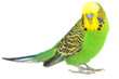 portrait of budgerigar portrait of budgerigar