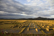farmland under cloudy sky