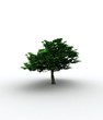 Deciduous tree