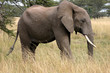 Photo: Elefant in der Masai Mara Elefant in der Masai Mara