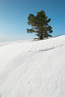 Green fir trees with snow. Green fir trees with snow.