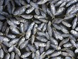 poissons séchés