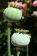 Opium