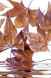foglie di autunno