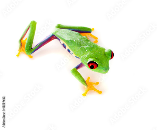 Frogs+climbing