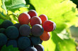 Grappe de raisin