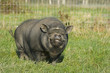 Pig Pig