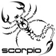 vector illustration scorpio tattoo vector illustration scorpio tattoo